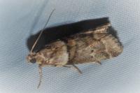 Acrobasis consociella