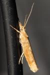 Ypsolopha ustella