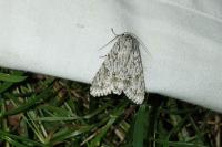 Acronicta aceris