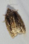Acleris umbrana