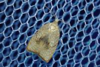 Acleris forsskaleana