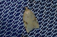 Acleris ferrugana/notana