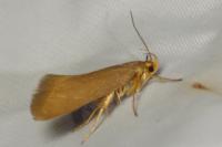Crassa unitella