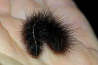 Spilosoma lubricipeda