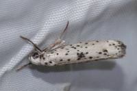 Yponomeuta plumbella