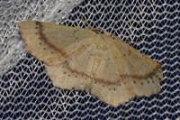 Cyclophora punctaria
