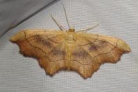 Idaea emarginata