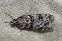 Scoparia basistrigalis