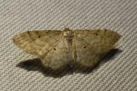 Idaea fuscovenosa