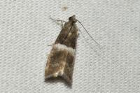 Elegia similella