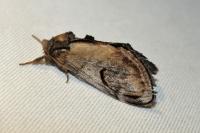 Notodonta ziczac