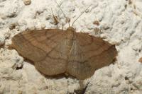 Scopula rubiginata