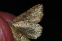 Hoplodrina octogenaria