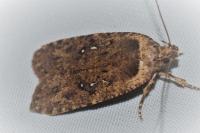Agonopterix ciliella/heracliana