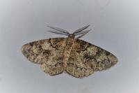 Cleorodes lichenaria