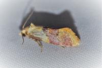 Diceratura ostrinana