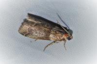 Acrobasis consociella