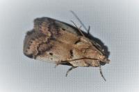 Acrobasis fallouella