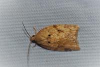 Acleris ferrugana/notana