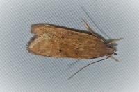 Helcystogramma lutatella