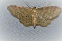 Idaea fuscovenosa