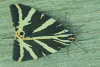 Euplagia quadripunctaria