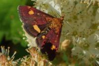 Pyrausta aurata