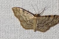 Idaea fuscovenosa
