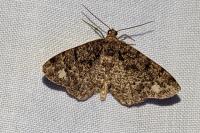 Parectropis similaria