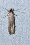 Limnaecia phragmitella