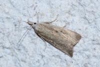 Calamotropha paludella