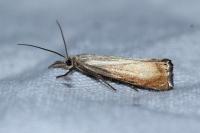 Chrysoteuchia culmella