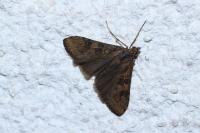 Nomophila noctuella