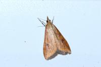 Udea ferrugalis
