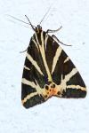 Euplagia quadripunctaria