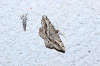 Chiasmia aestimaria