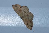 Cyclophora punctaria