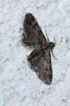 Gymnoscelis rufifasciata