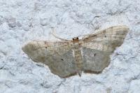Idaea fuscovenosa
