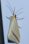 Rhodometra sacraria