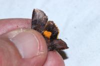 Noctua janthina