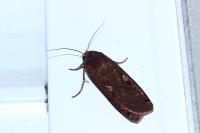 Noctua pronuba