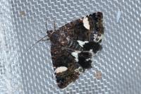 Tyta luctuosa