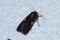 Xestia c-nigrum