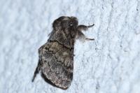 Gluphisia crenata