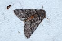 Thaumetopoea pityocampa