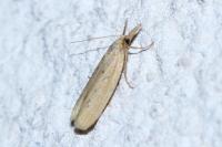 Ematheudes punctella