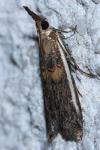 Etiella zinckenella