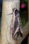 Sphinx ligustri