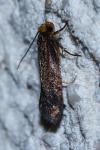 Cephimallota crassiflavella